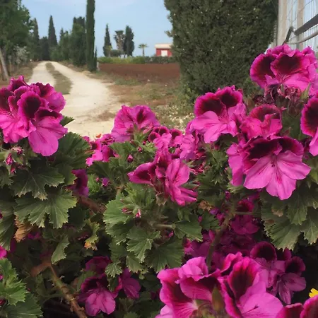 Strada Dei Vetti Cipressi *